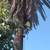 San Gabriel Palm and Tree care Services 14 thumbnail