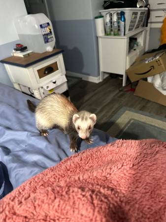 Pair of female ferrets (Swansboro)63619037332355122