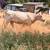 Charolais heifer 8 thumbnail