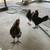 3 Roosters 2 thumbnail