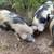Kune Kune 4 thumbnail
