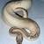 Ball python Juvie/baby combo group with rack. 1 thumbnail