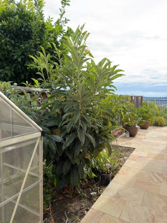 Tall Loquat Tree 1