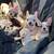 French Bulldogs Rehoming 2 thumbnail
