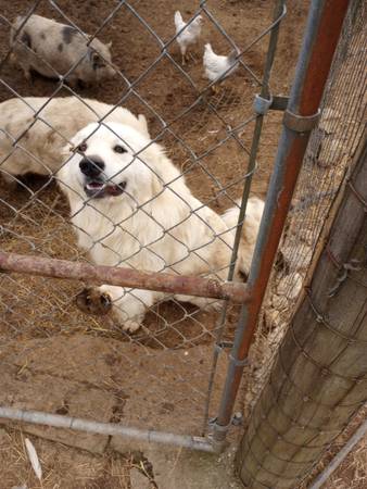 Great Pyrenees 1
