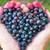 Huckleberries Hand picked 2 thumbnail