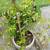 Plants for sale 8 thumbnail