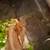 Gecko for sale 1 thumbnail