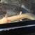 Baby Axolotl’s in Corvallis 1 thumbnail