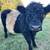 Belted Galloway Bull 1 thumbnail