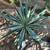 Agave angustifolia ///// Caribbean Agave --- 5 gallon 6 thumbnail