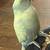Sun conure 2 thumbnail
