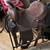 Lot of nice saddles 9 thumbnail