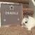 Netherland Dwarf Babies 14 thumbnail