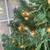Christmas tree with warm lights 3 thumbnail