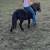 Gentle Miniature Pony 10 thumbnail