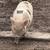 Mini Potbellied Pigs 4 thumbnail