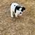 Australian shepherd - Texas Heeler 2 thumbnail