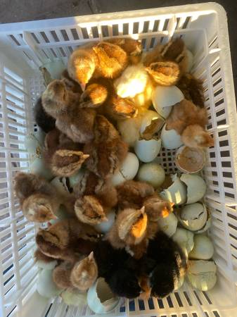 Get your new years chicks 1