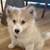 Pomsky Puppy Rehoming 1 thumbnail
