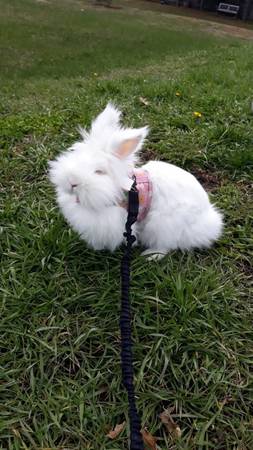 Taking in rabbits. (Muskegon)63910106960003120