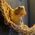 Bearded dragon 1 thumbnail