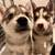 German shepherd / Husky puppies 2 thumbnail