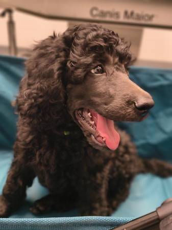 AKC standard poodle puppies (Huntsville, AL)64151734477186123