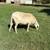 St. Croix Sheep 10 thumbnail