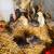 One month old egg layer chicks 2 thumbnail