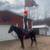 Black Gaited Gelding 8 YEAR OLD ❤️ Solid Trail Horse. 4 thumbnail