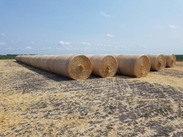 Wheat Straw Round Bales 1