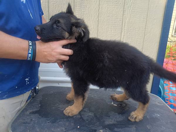 Akc german shepherds (Girdletree Maryland)63872576300417121