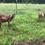 Nubian Goats 3 thumbnail