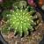 5 gal Large Easter Lilly Cactus 7 thumbnail