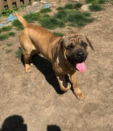 Cane Corso Italian Mastiff (Portland)63842373906689123