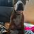 1 year old female pit/American bulldog 1 thumbnail