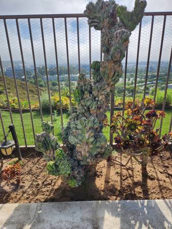 LARGE MOUNTROUS CACTUS 1