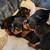 Yorkie puppies 1 thumbnail