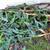 FREE plants - Bromeliads, Pineapple, Prickly Pear & Pencil Cactus 3 thumbnail