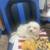 Maltese girl 2 thumbnail