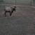 Male Goat 2 thumbnail