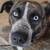 Dog free to good home 1 thumbnail