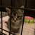 kittens 3 thumbnail