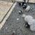 I have a two liters -one is Pomeranian parti and tri and the ot 15 thumbnail