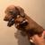 Dachshund 3 thumbnail