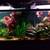 Cherry shrimp,  Aquarium plants,L144 blue eyed plecos 11 thumbnail