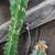 LARGE CACTUS PLANT  has thorns 3 thumbnail