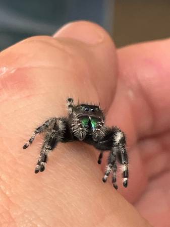 Bold jumping spiders 1
