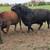 Black Angus bull 5 thumbnail